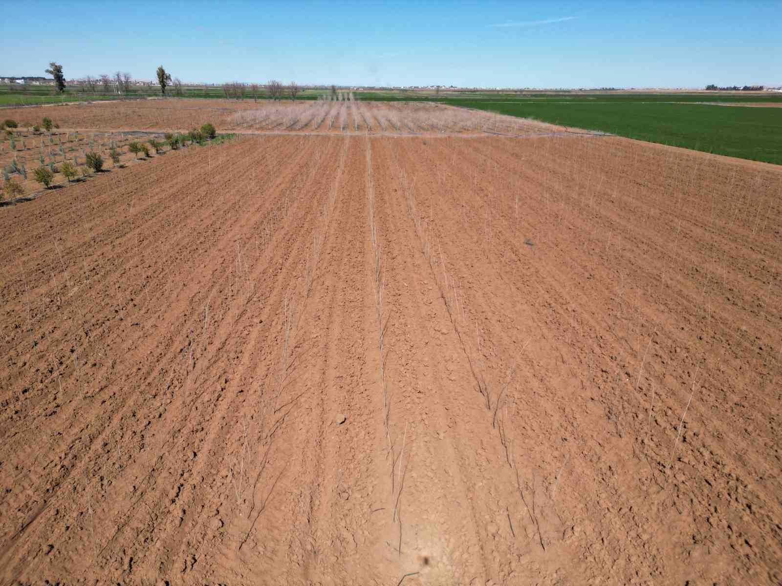 Şanlıurfa Büyükşehir Belediyesi’nden 20 bin çınarlık yeşil hamle
