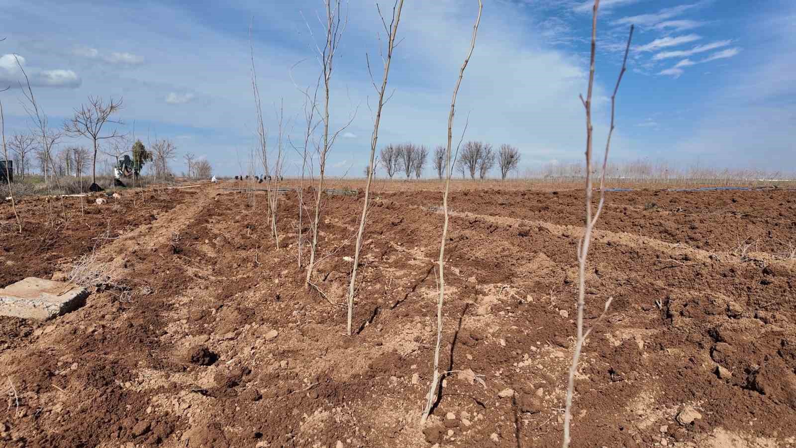 Şanlıurfa Büyükşehir Belediyesi’nden 20 bin çınarlık yeşil hamle
