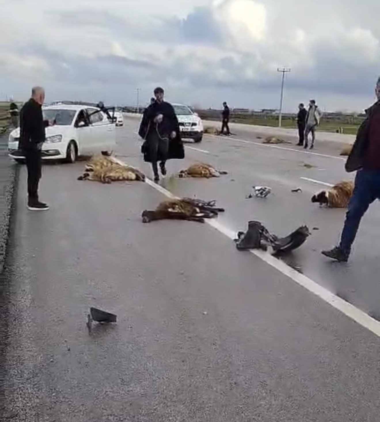 Şanlıurfa’da araç koyun sürüsüne çarptı: 10 koyun telef oldu
