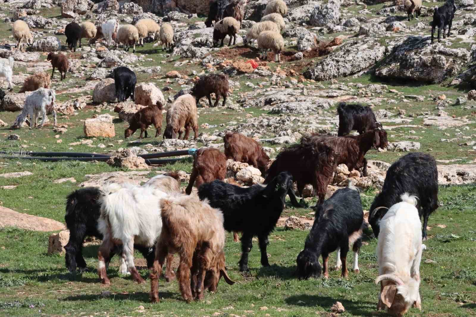 Şanlıurfa’da beyaz örtü yerini yeşil örtüye bıraktı, çiftçi ve besicinin yüzü güldü
