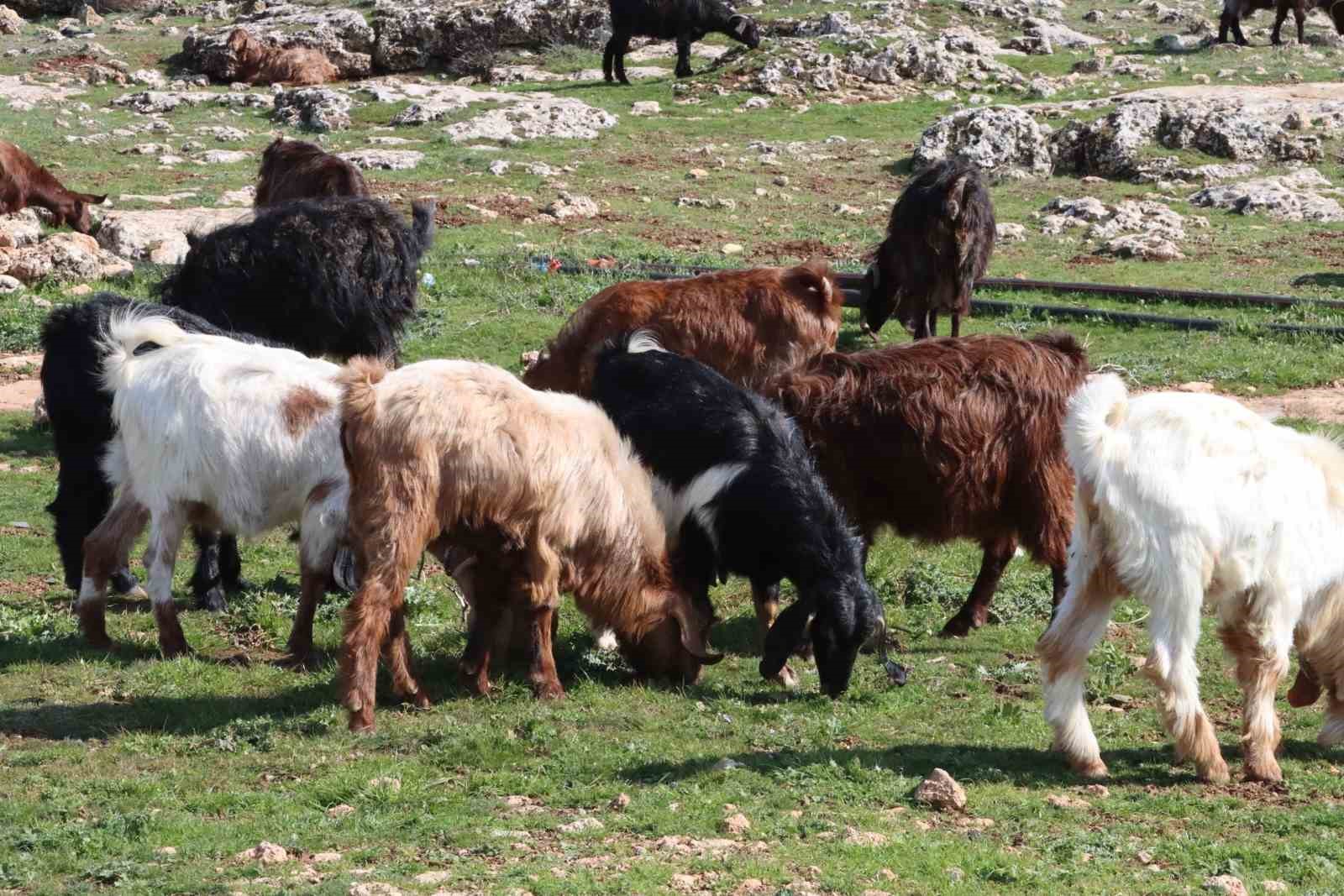 Şanlıurfa’da beyaz örtü yerini yeşil örtüye bıraktı, çiftçi ve besicinin yüzü güldü

