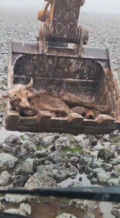 Şanlıurfa’da çamura saplanan inek kepçe yardımıyla kurtarıldı
