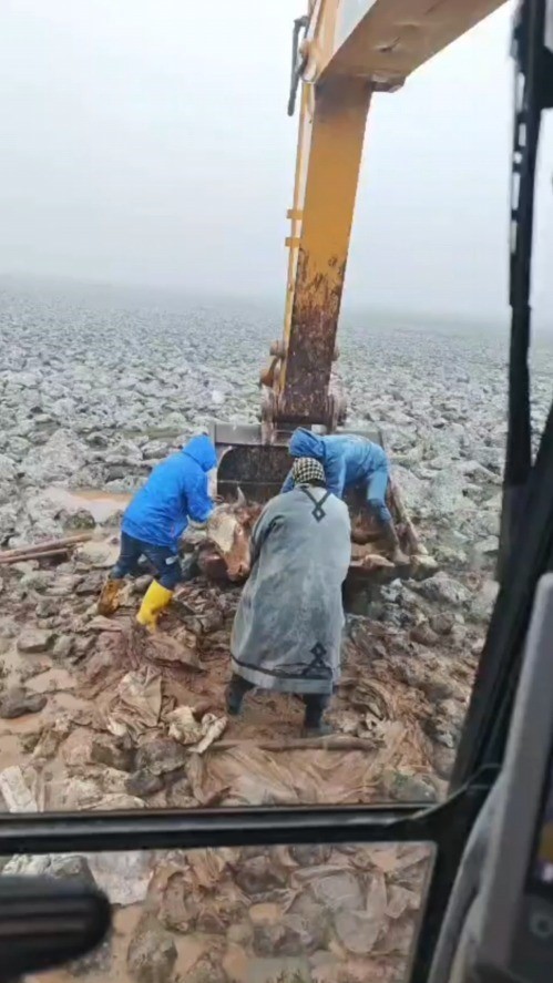 Şanlıurfa’da çamura saplanan inek kepçe yardımıyla kurtarıldı
