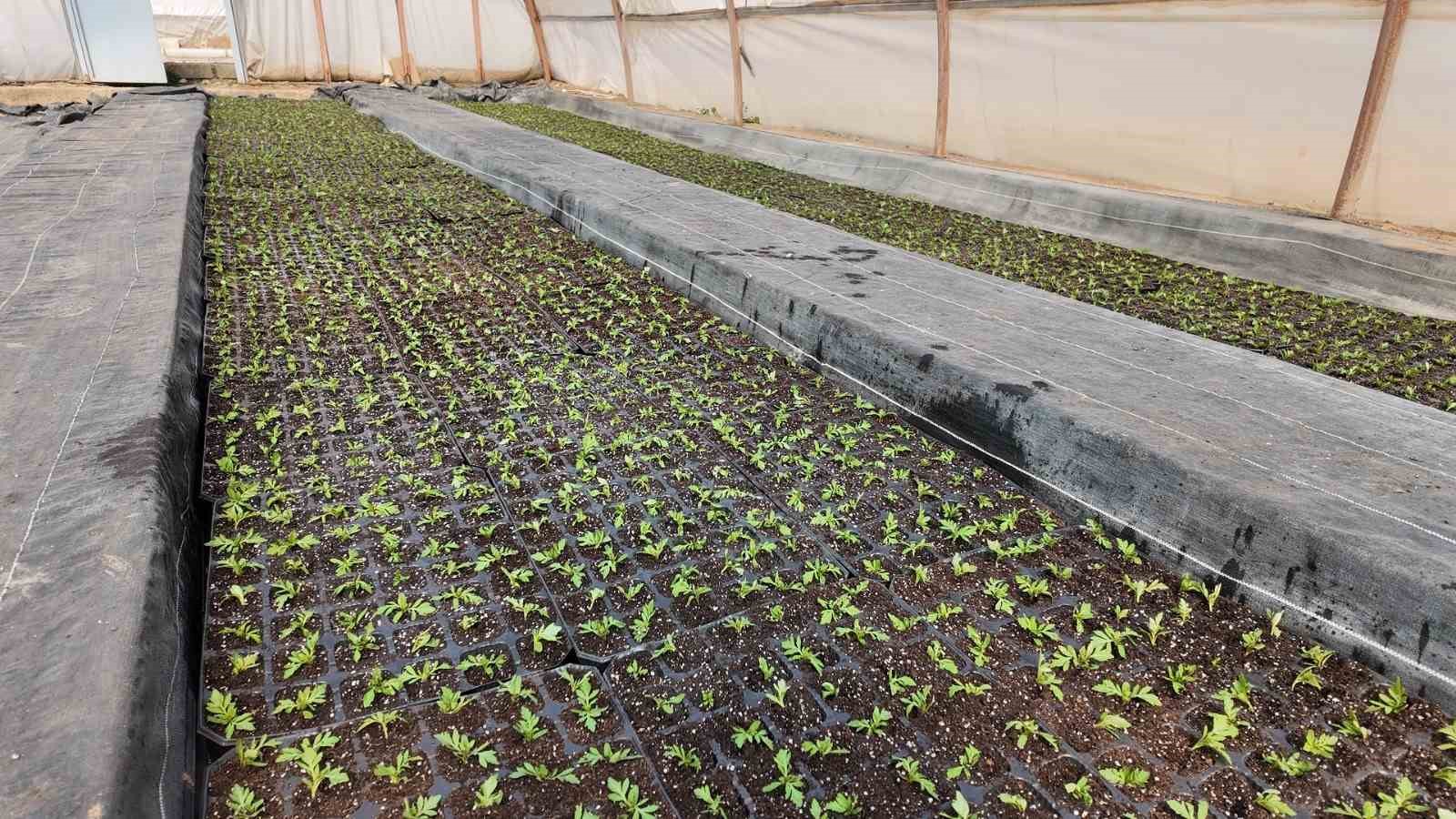 Şanlıurfa’da seralarda 400 bin yazlık çiçek üretiliyor
