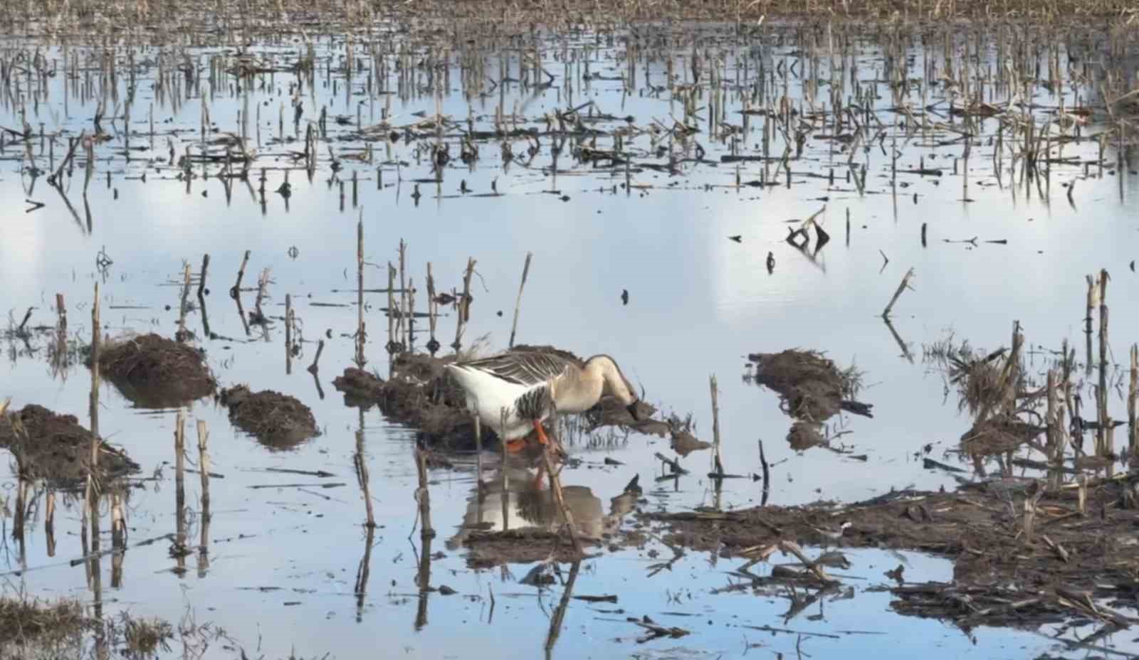 Şanlıurfa’da şiddetli yağışlar tarlaları göle çevirdi
