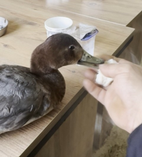 Şantiyede yaralı halde bulduğu ördeğe çocuğu gibi baktı

