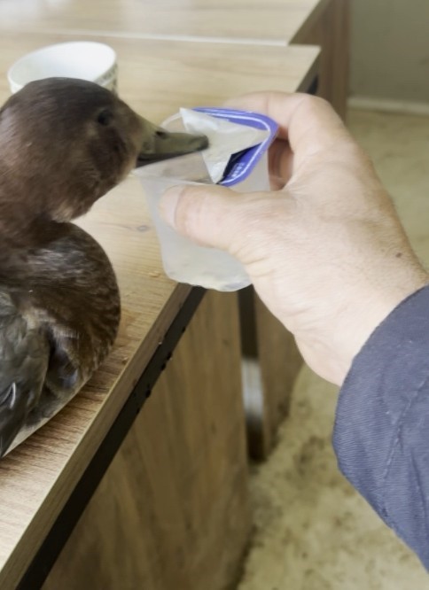 Şantiyede yaralı halde bulduğu ördeğe çocuğu gibi baktı
