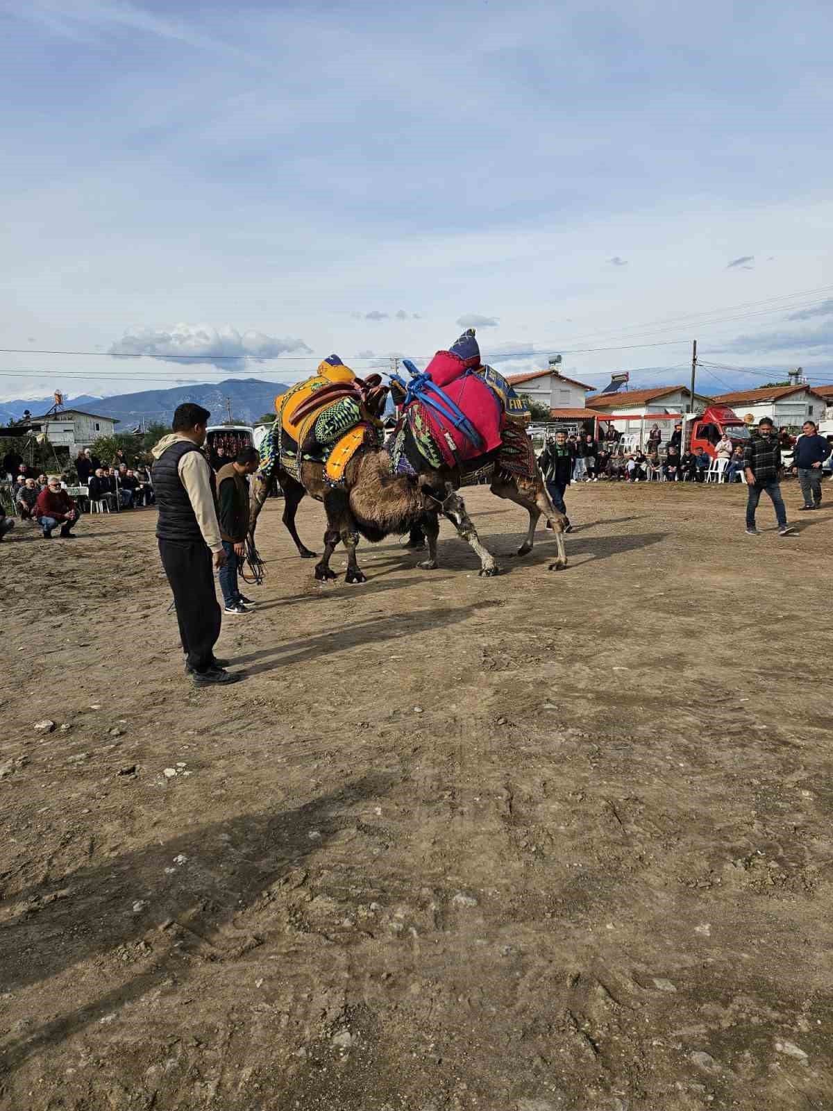 Şap hastalığı deve güreş gösterilerine de sekte vurdu
