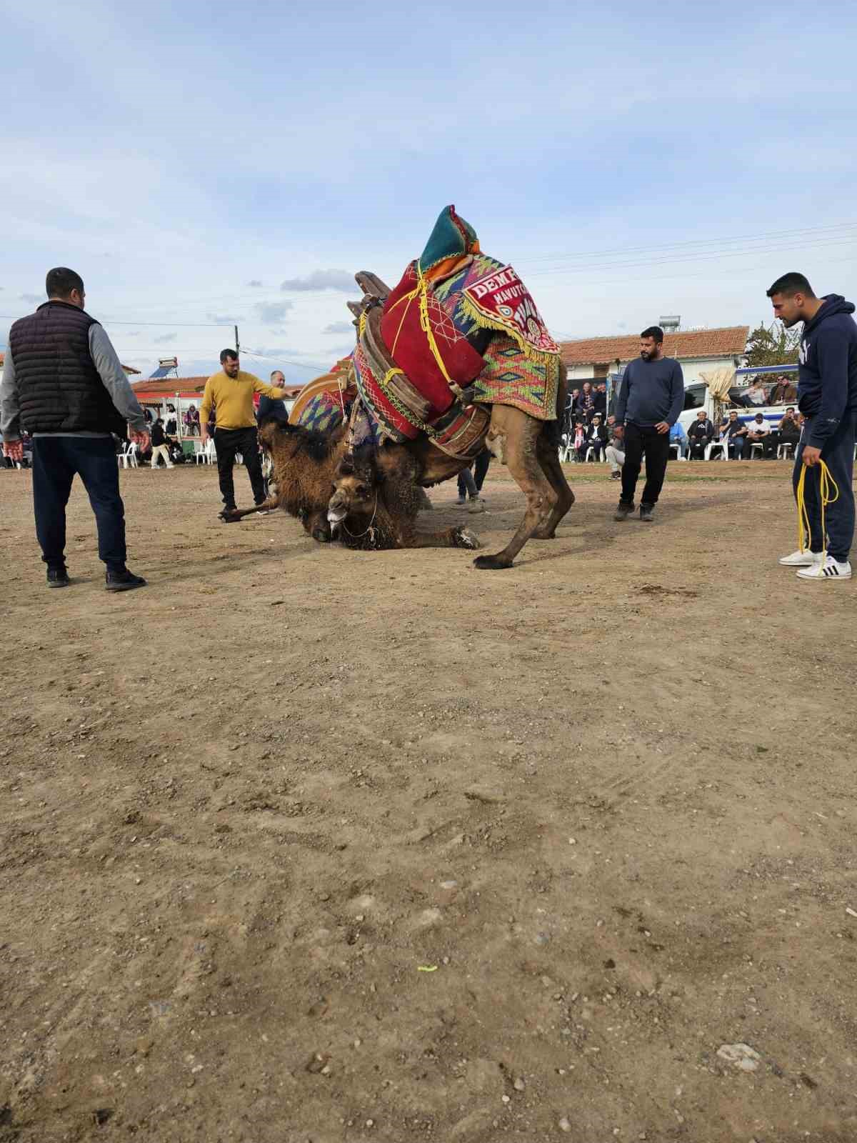 Şap hastalığı deve güreş gösterilerine de sekte vurdu
