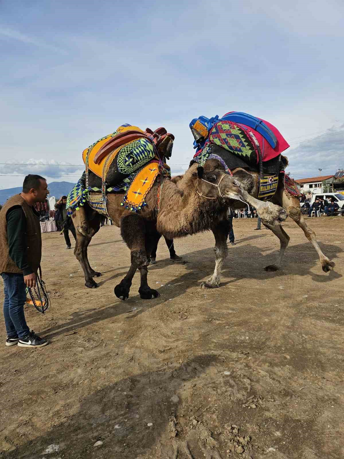 Şap hastalığı deve güreş gösterilerine de sekte vurdu

