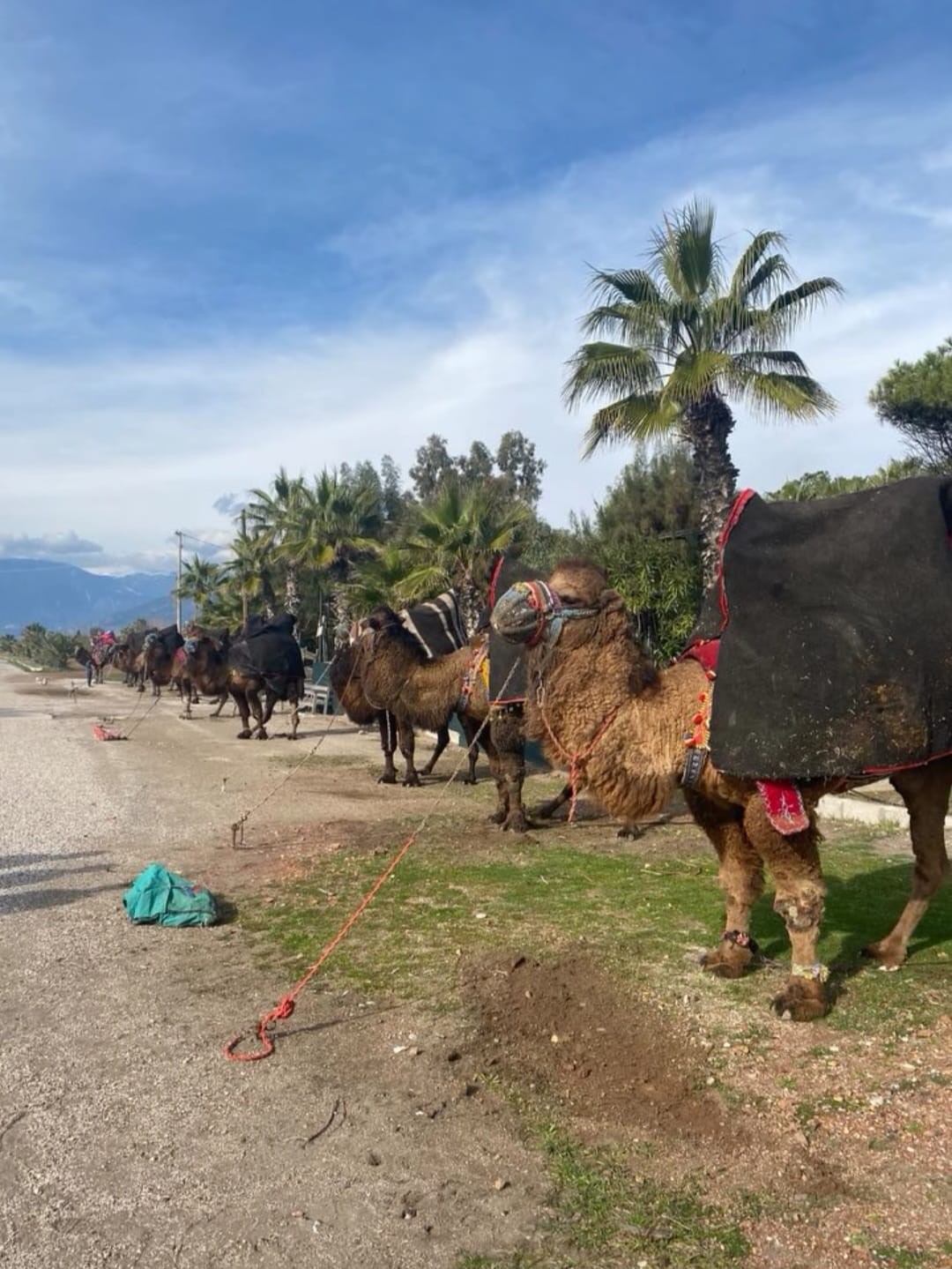Şap hastalığı deve güreş gösterilerine de sekte vurdu
