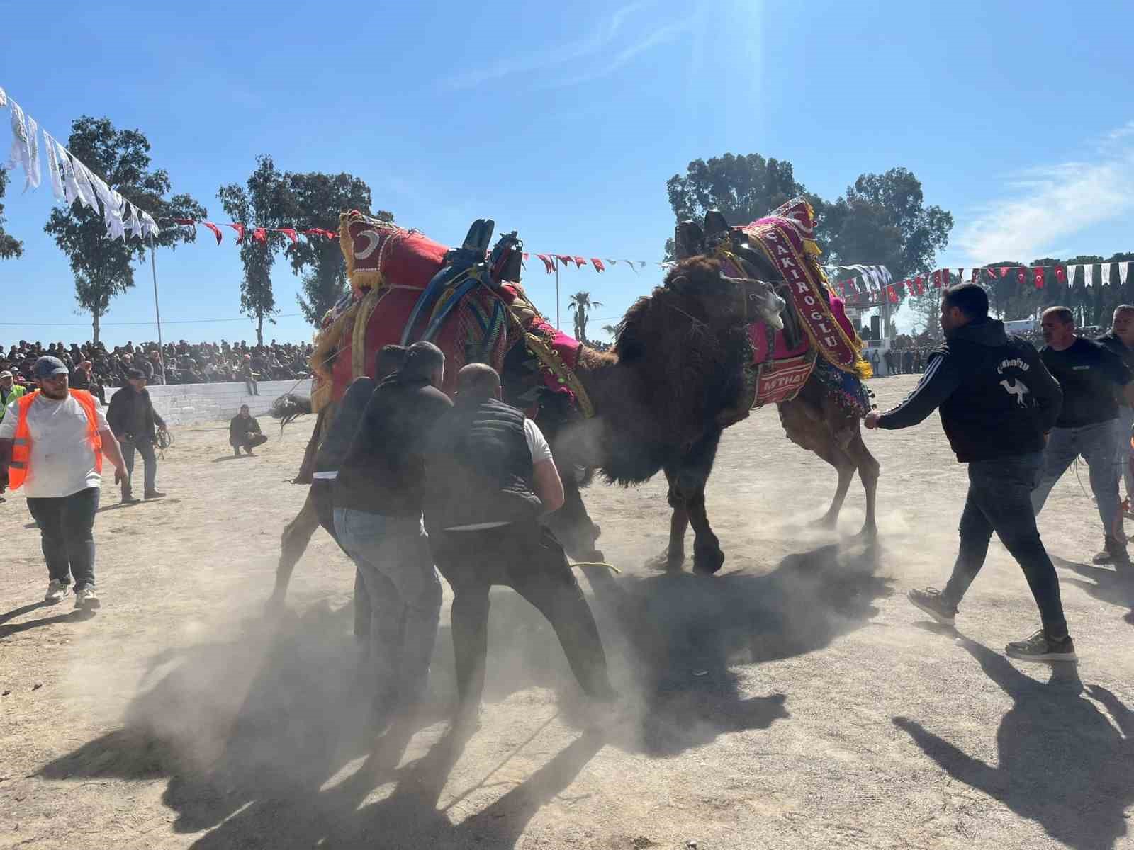 Şap karantinası kalktı, deve güreşleri İncirliova’da başladı
Şap karantinası kalktı, deve güreşleri İncirliova’da başladı