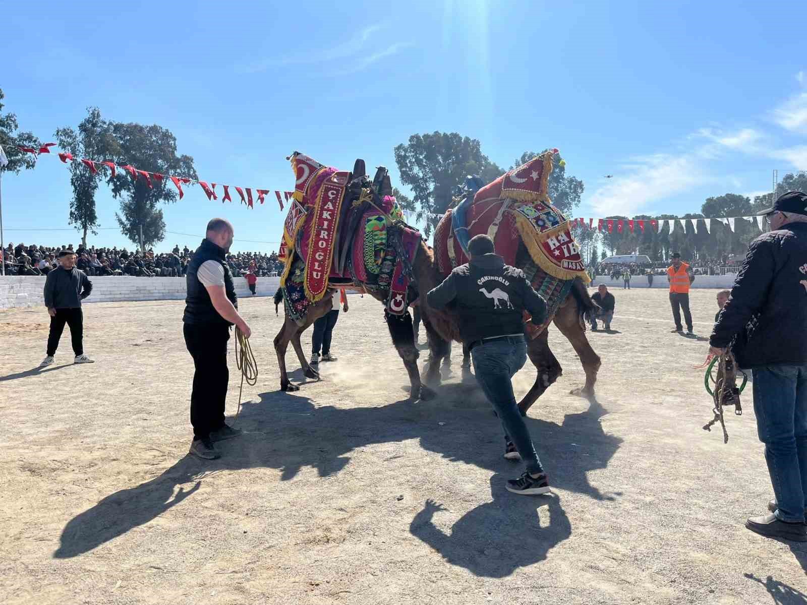 Şap karantinası kalktı, deve güreşleri İncirliova’da başladı
Şap karantinası kalktı, deve güreşleri İncirliova’da başladı