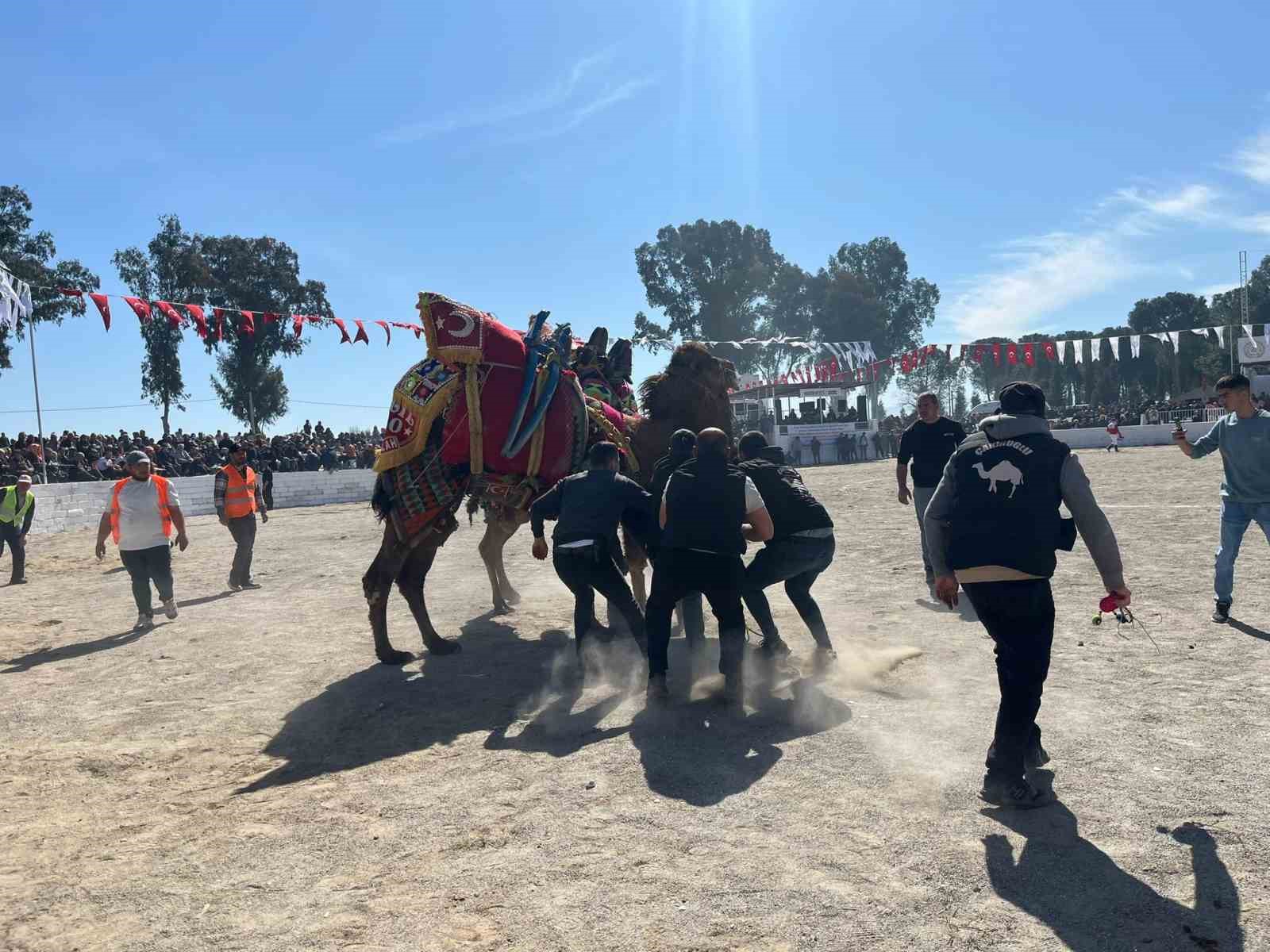 Şap karantinası kalktı, deve güreşleri İncirliova’da başladı
Şap karantinası kalktı, deve güreşleri İncirliova’da başladı