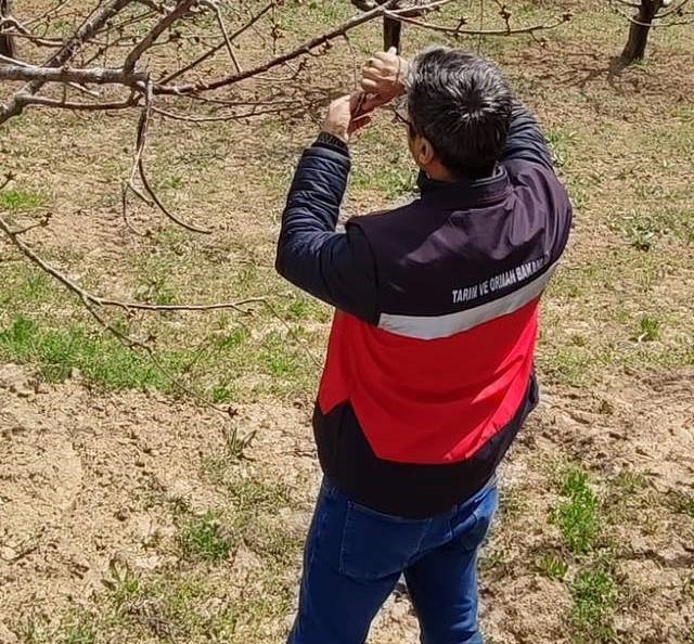 Şaphane’de zirai don alarmı sonrası rahatlatan sonuç
