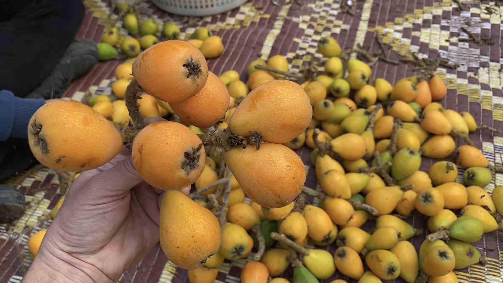 Sarı altın erken geldi: Yenidünya mart ayını beklemedi
