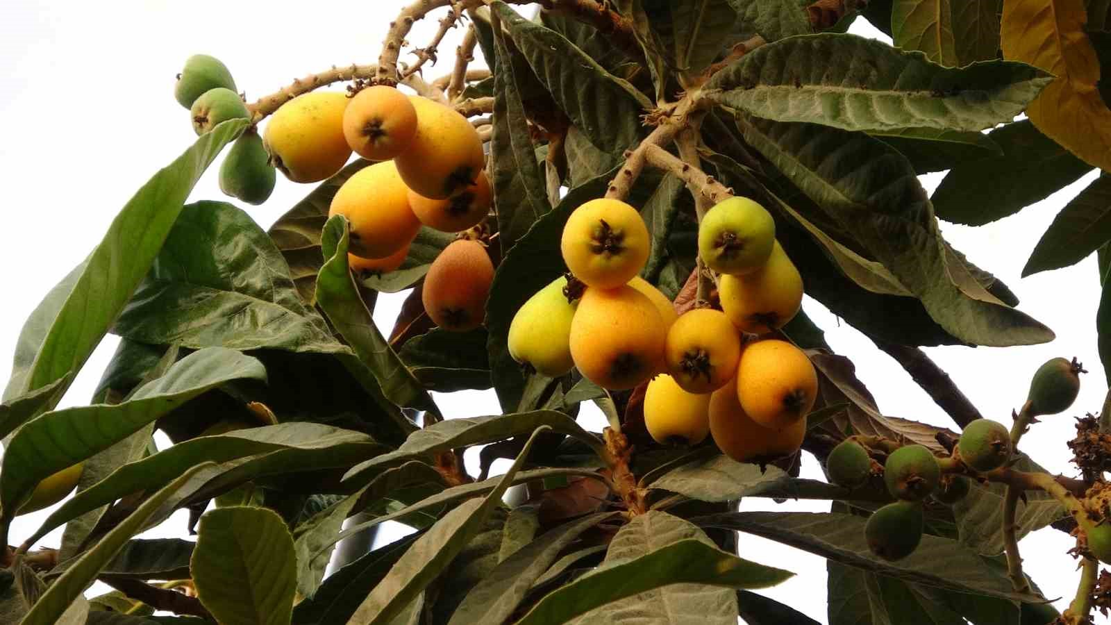 Sarı altın erken geldi: Yenidünya mart ayını beklemedi
