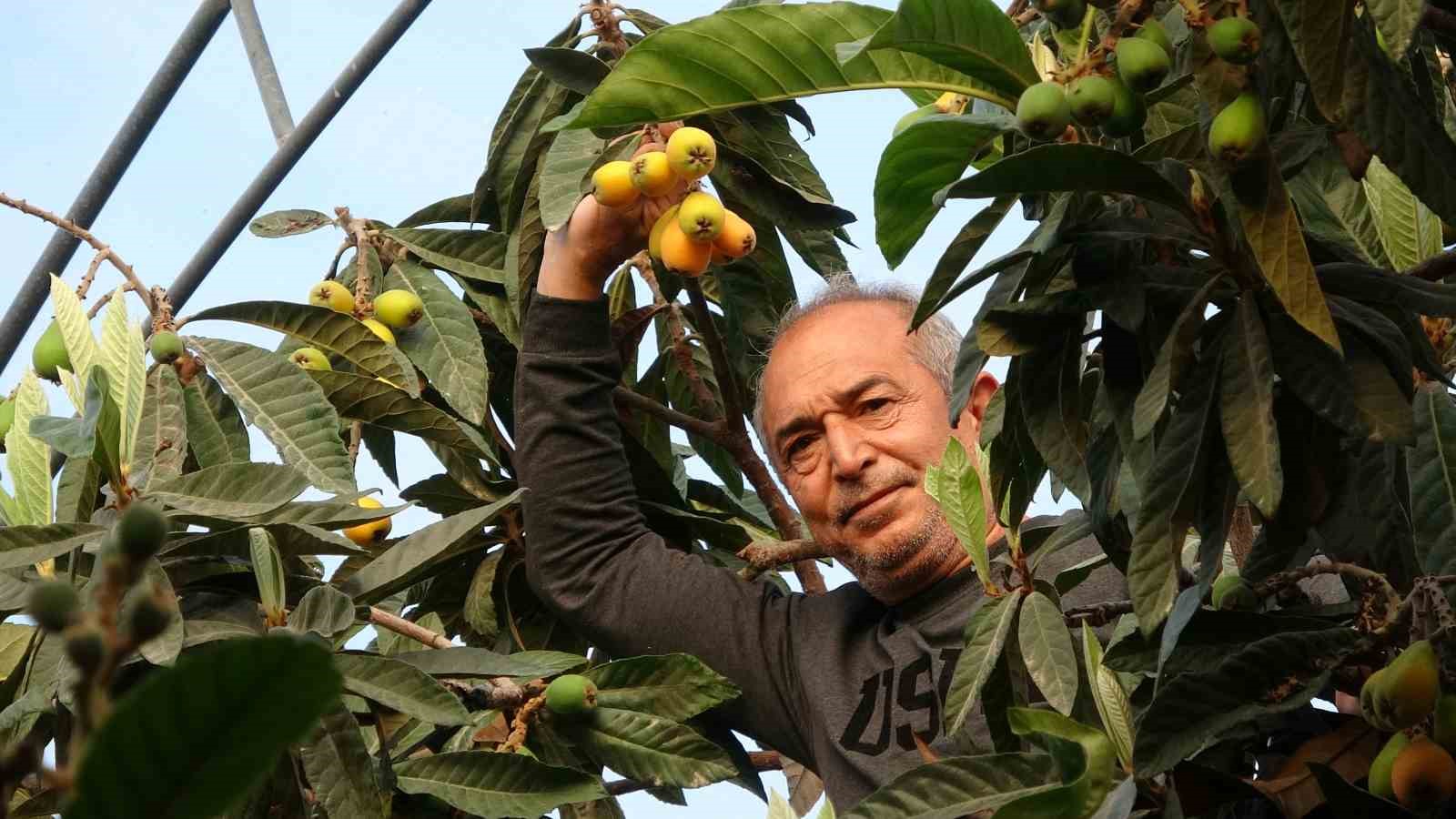 Sarı altın erken geldi: Yenidünya mart ayını beklemedi
