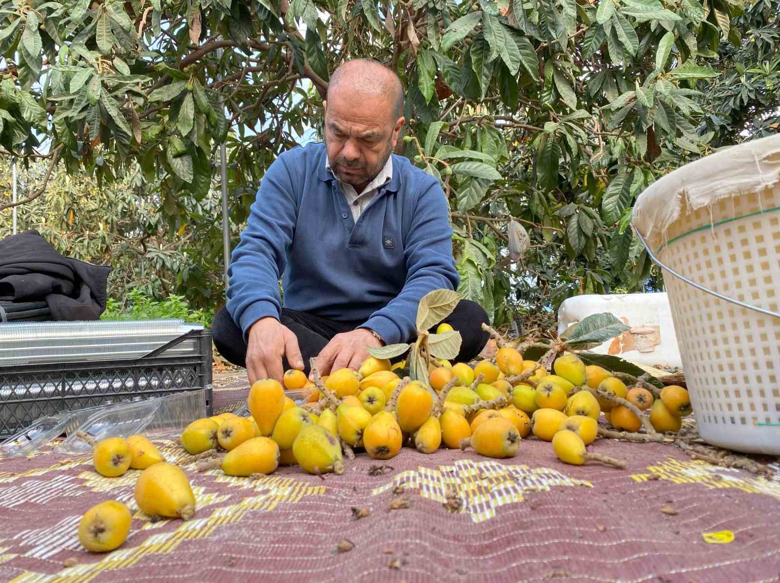 Sarı altın erken geldi: Yenidünya mart ayını beklemedi
