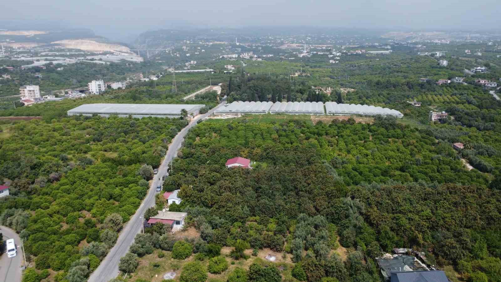 ’Sarı altın’ yenidünyada hasat başladı: İç pazara 50-100 TL’ye, dış pazara 4 dolara gönderiliyor
