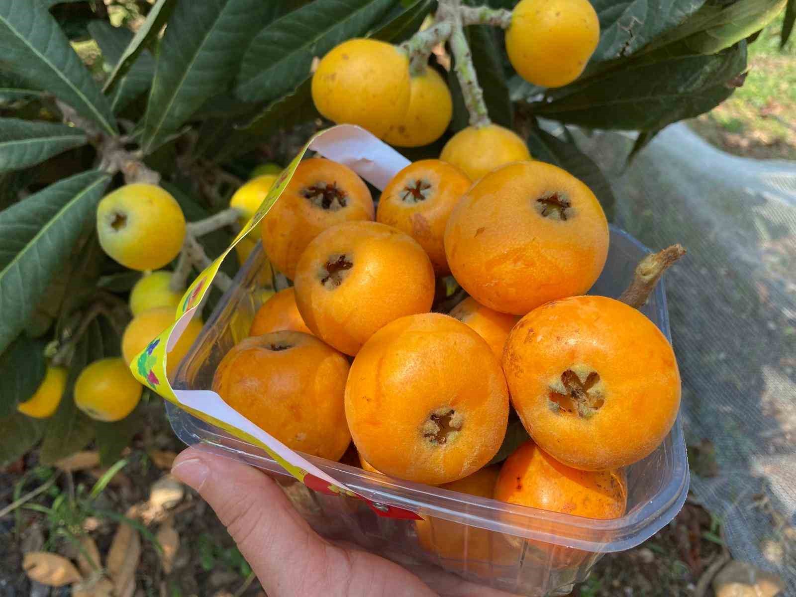 ’Sarı altın’ yenidünyada hasat başladı: İç pazara 50-100 TL’ye, dış pazara 4 dolara gönderiliyor
