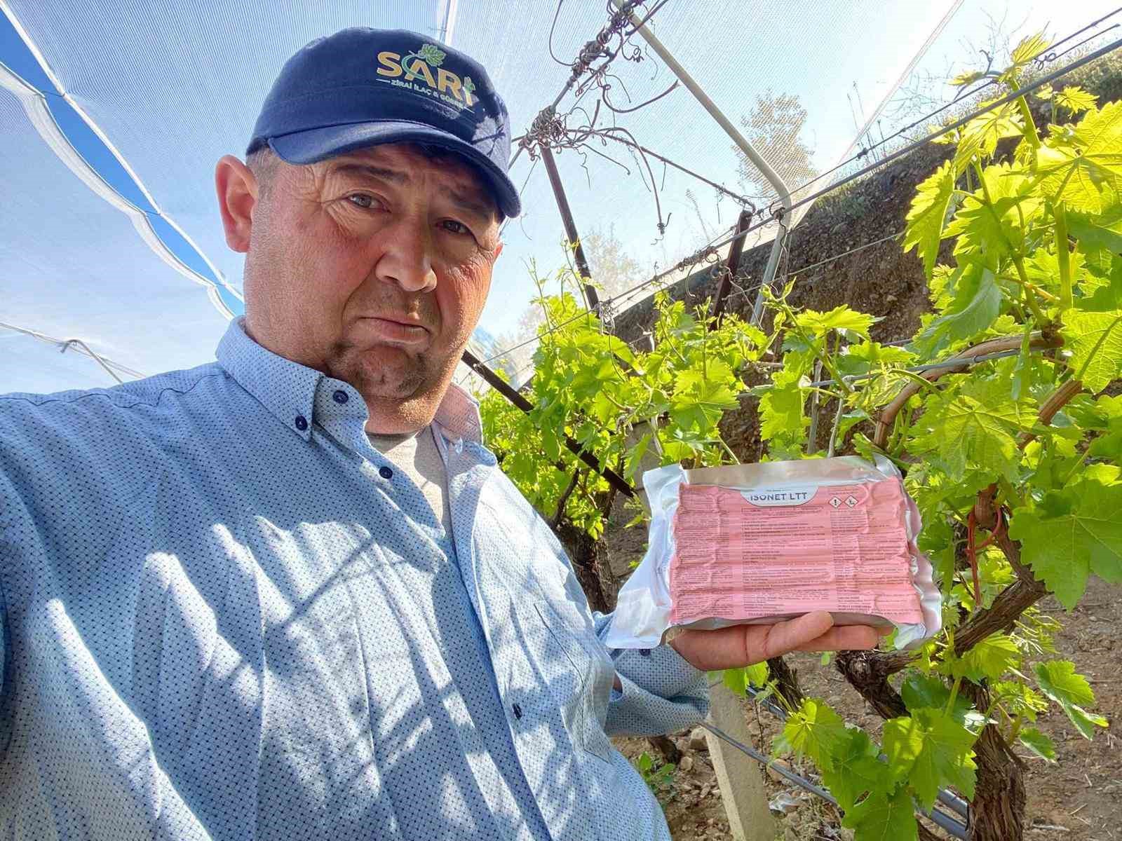 Sarıgöl Ovası’nda üzüm bağlarında "Fenomen Tel" seferberliği
