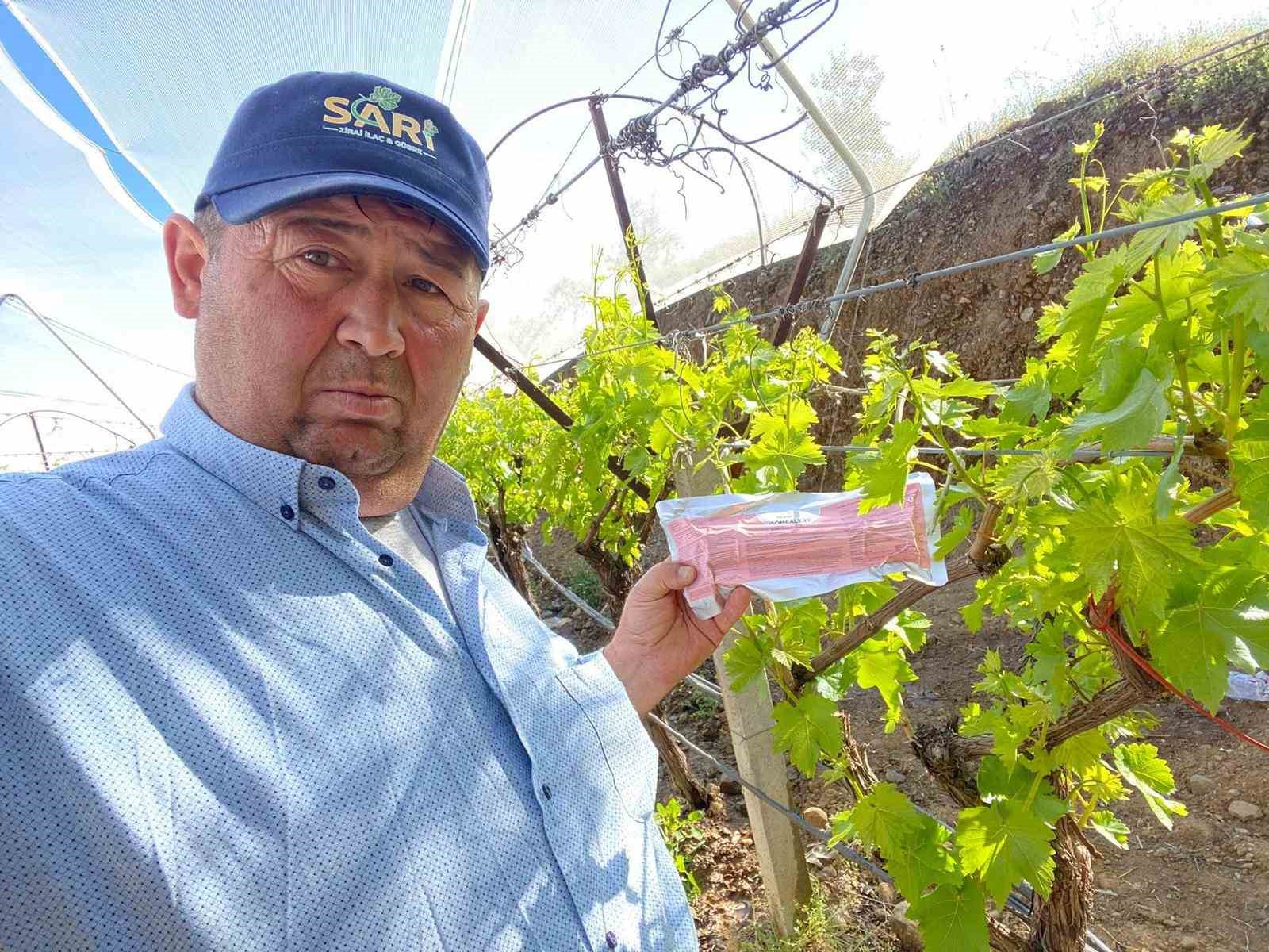 Sarıgöl Ovası’nda üzüm bağlarında "Fenomen Tel" seferberliği
