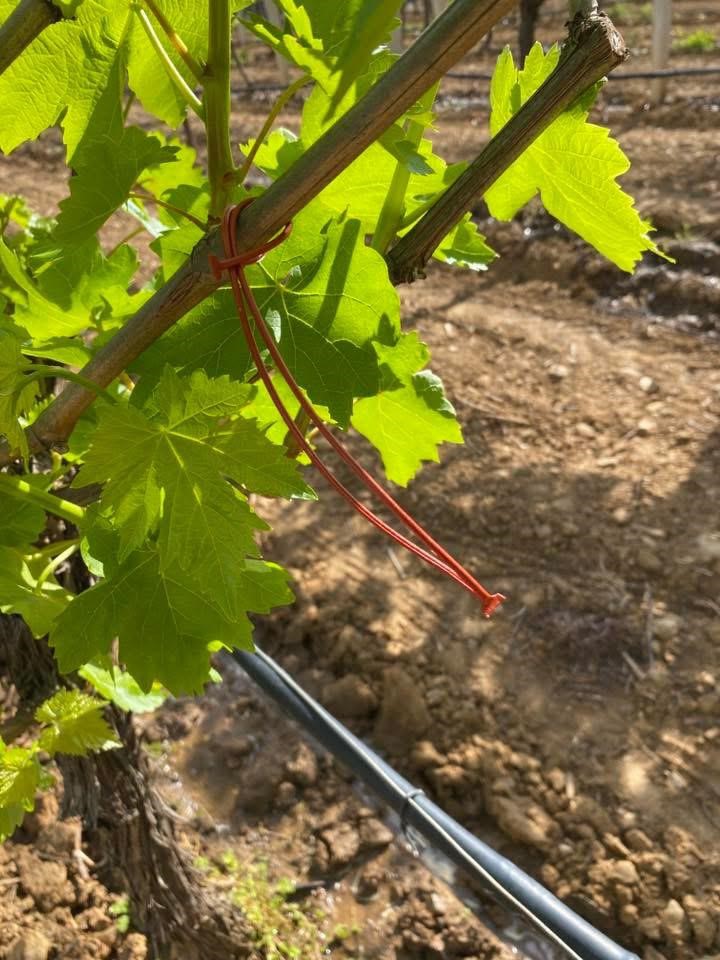 Sarıgöl Ovası’nda üzüm bağlarında "Fenomen Tel" seferberliği

