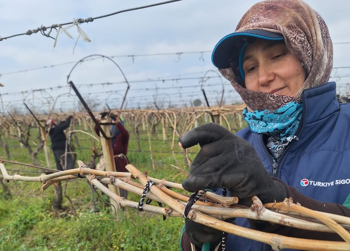 Sarıgöl Ovası’ndaki bağlarda hummalı çalışma
Sarıgöl Ovası’ndaki bağlarda hummalı çalışma