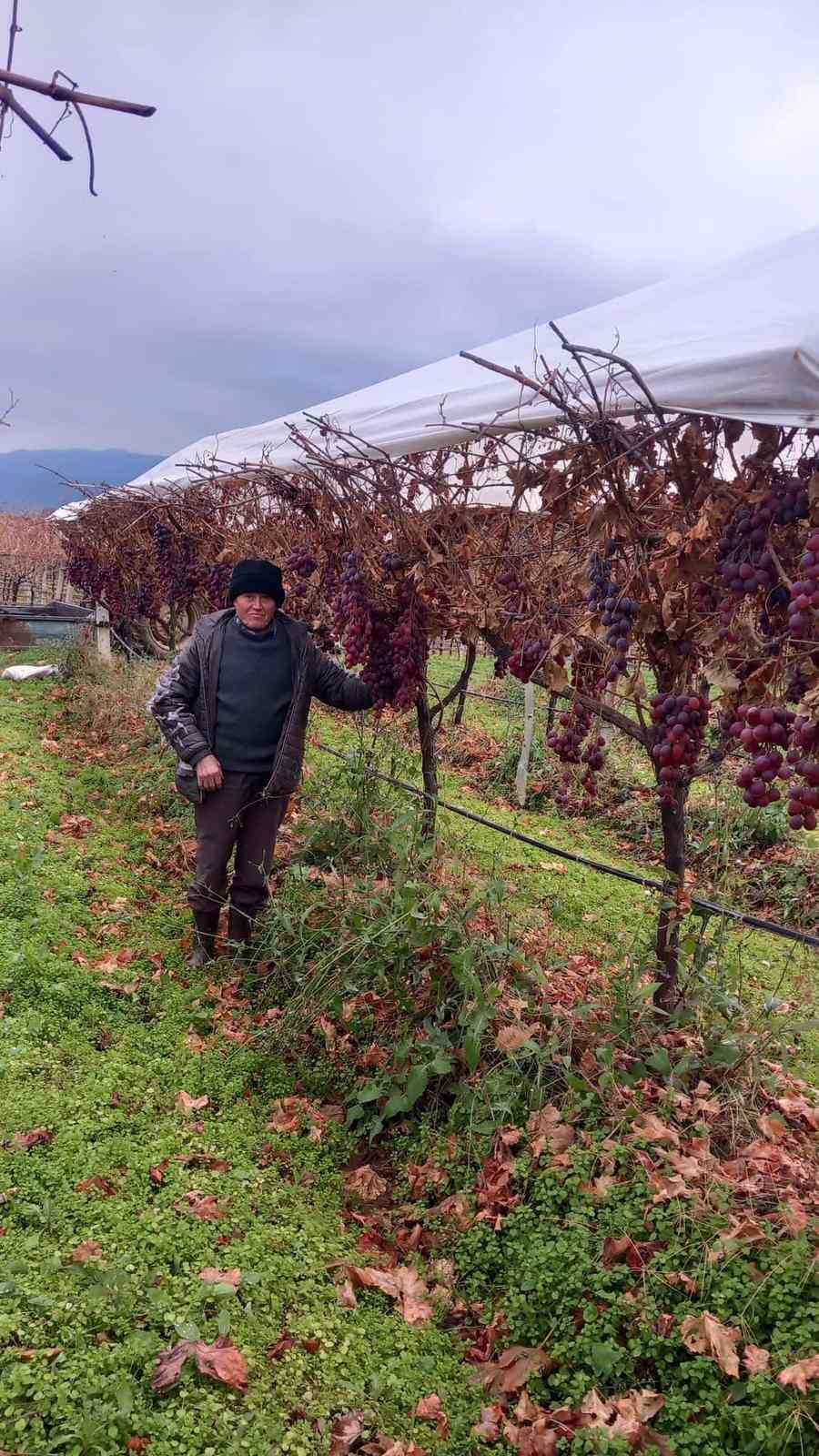 Sarıgöl’de 2025 yılı üzümleri dalında bekletip 2026’nın ilk günü hediye etti
