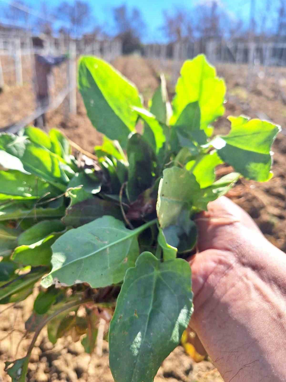 Sarıgöl’de baharın habercisi ekşi kulak tezgahlarda yerini aldı
