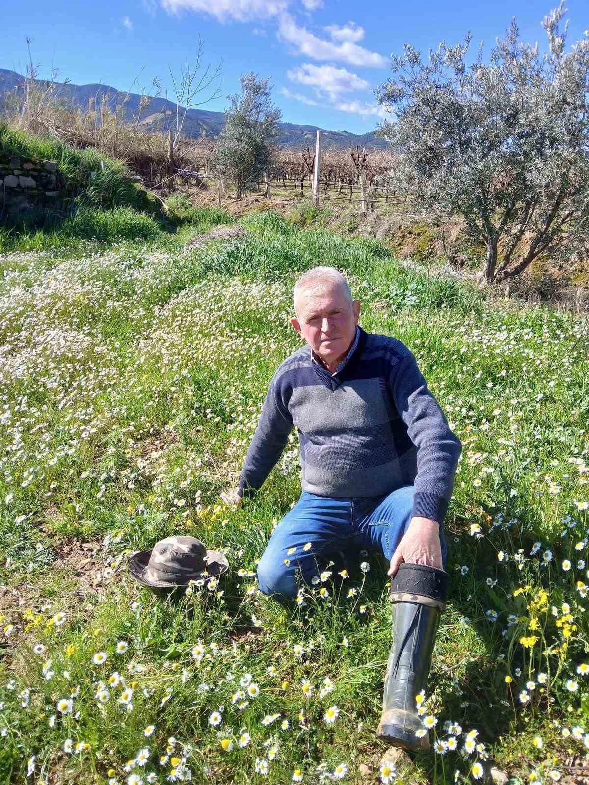 Sarıgöl’de şubat ayında yalancı bahar yaşanıyor
