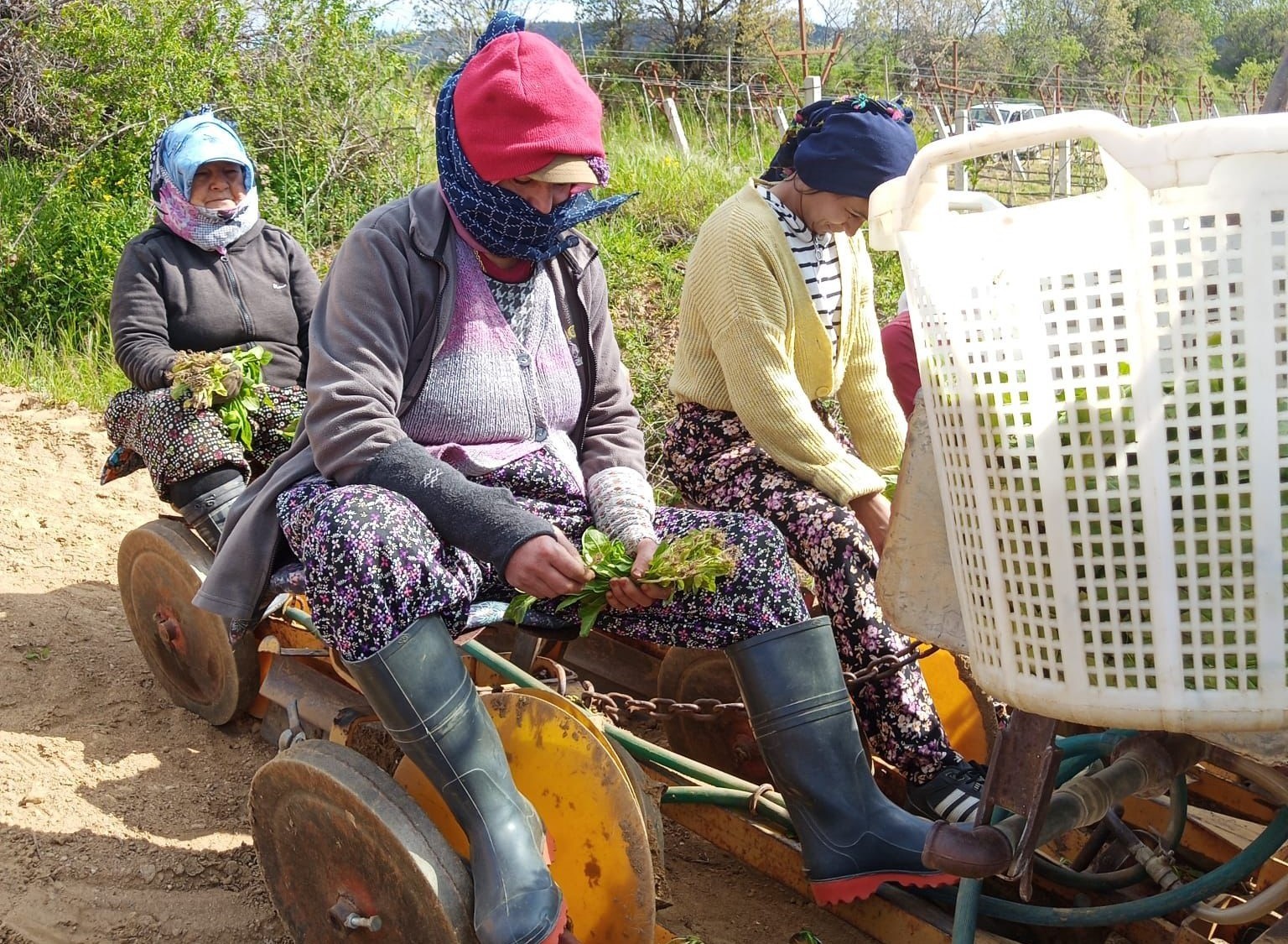 Sarıgöl’de tütün dikimi başladı
