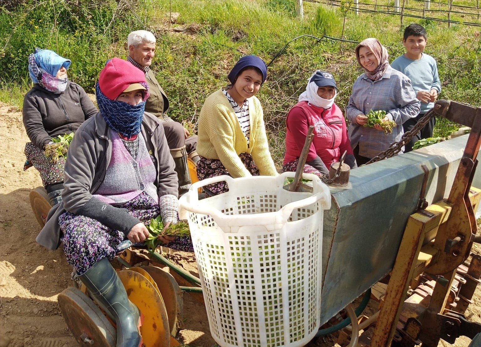 Sarıgöl’de tütün dikimi başladı
