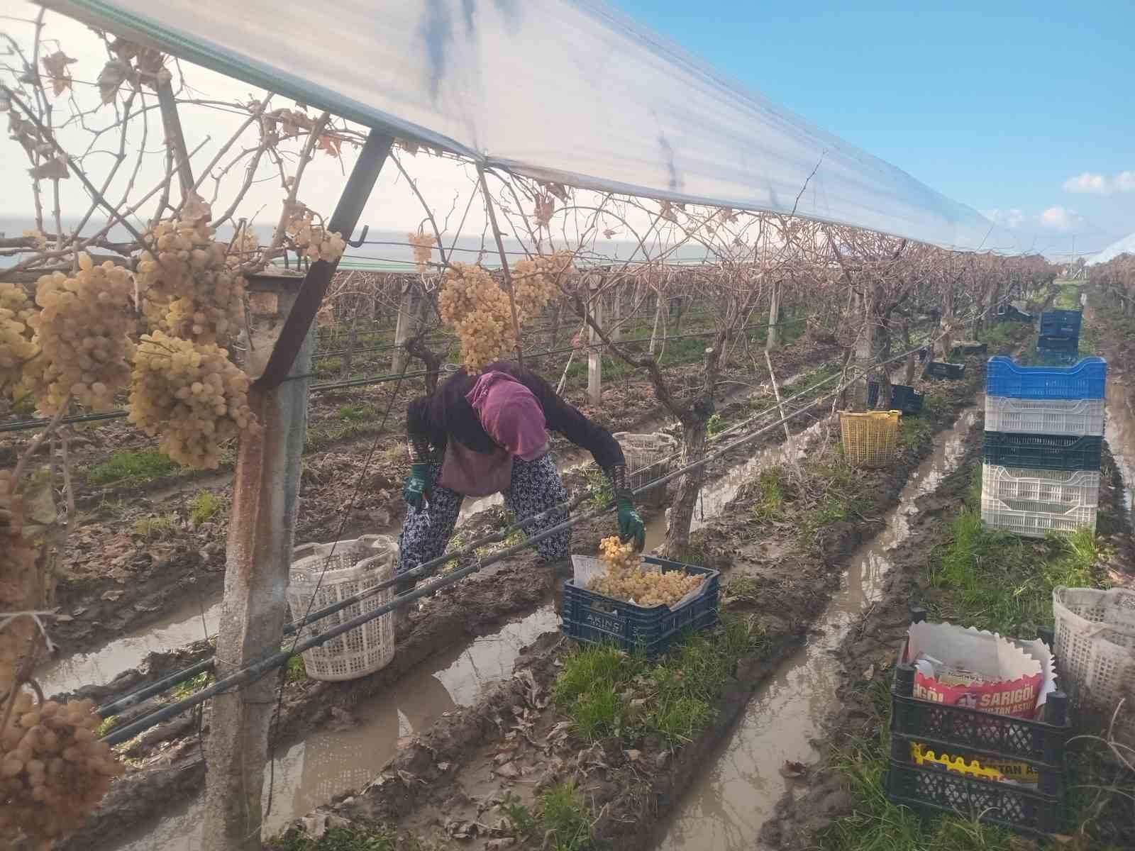 Sarıgöl’de üzüm hasadında sona gelindi
