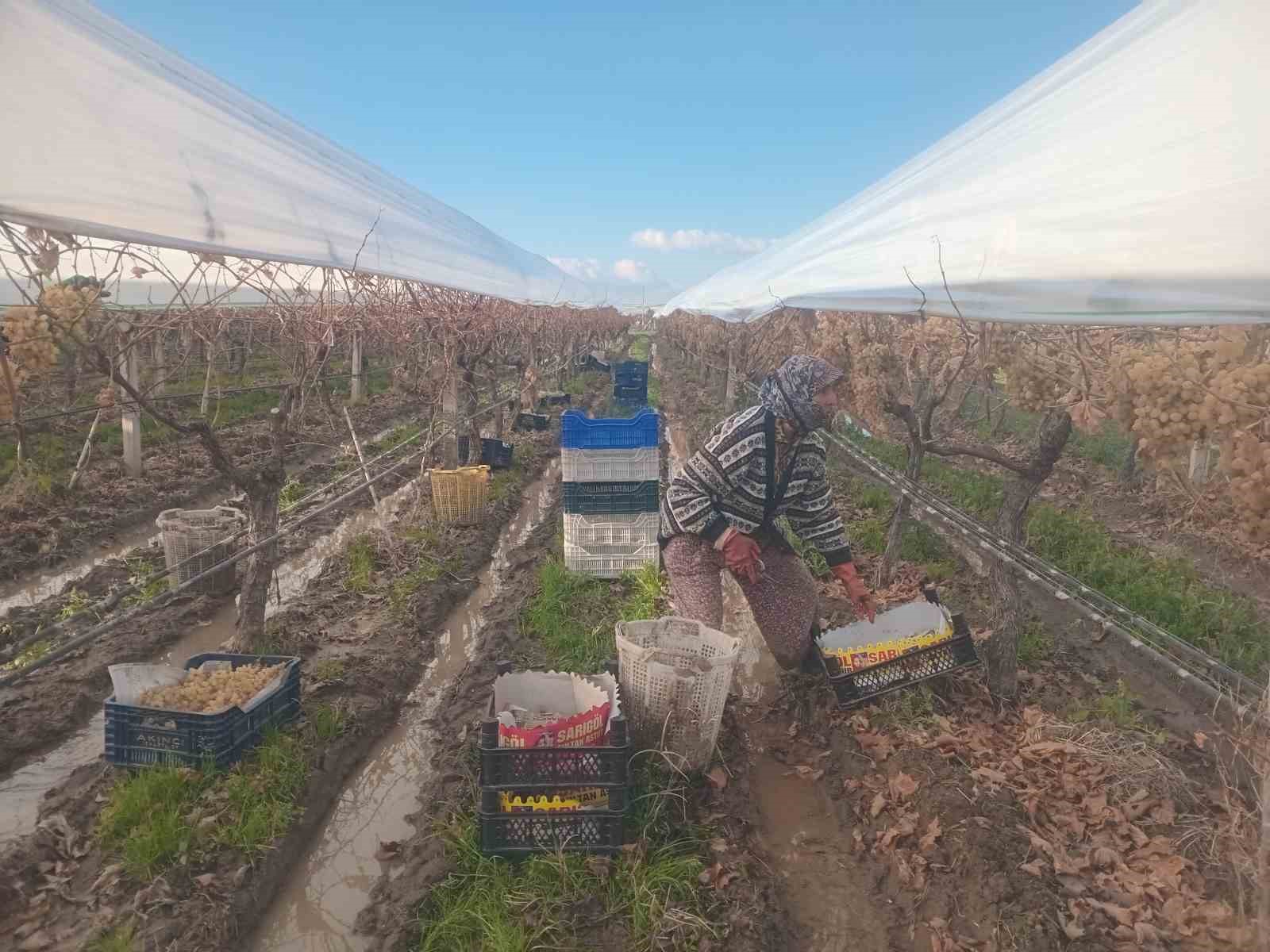 Sarıgöl’de üzüm hasadında sona gelindi
