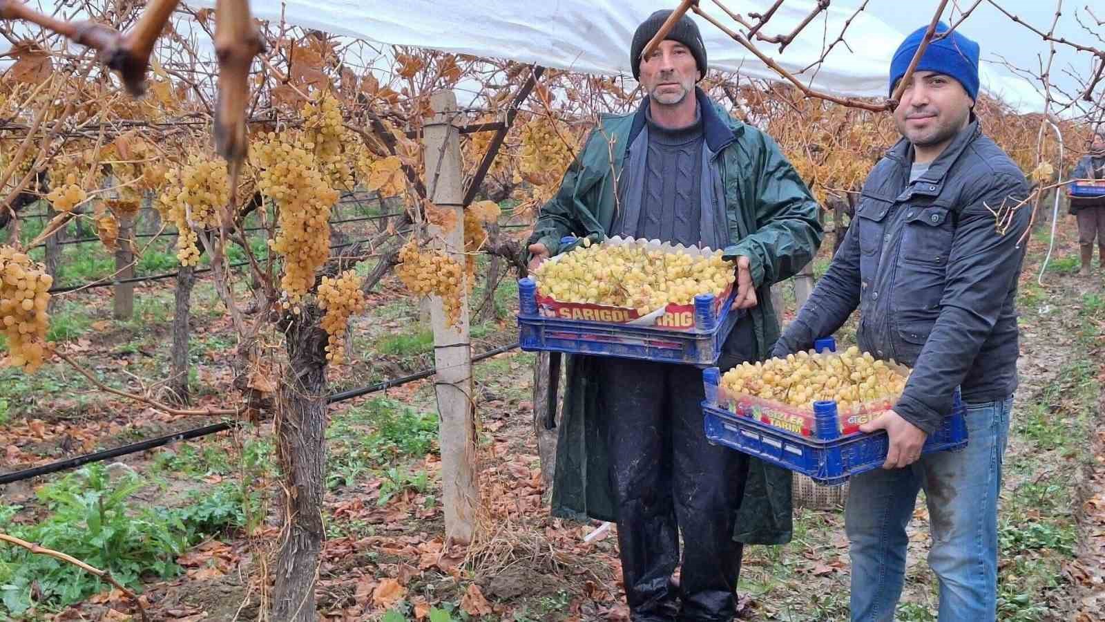 Sarıgöl’de üzüm hasadında sona gelindi
