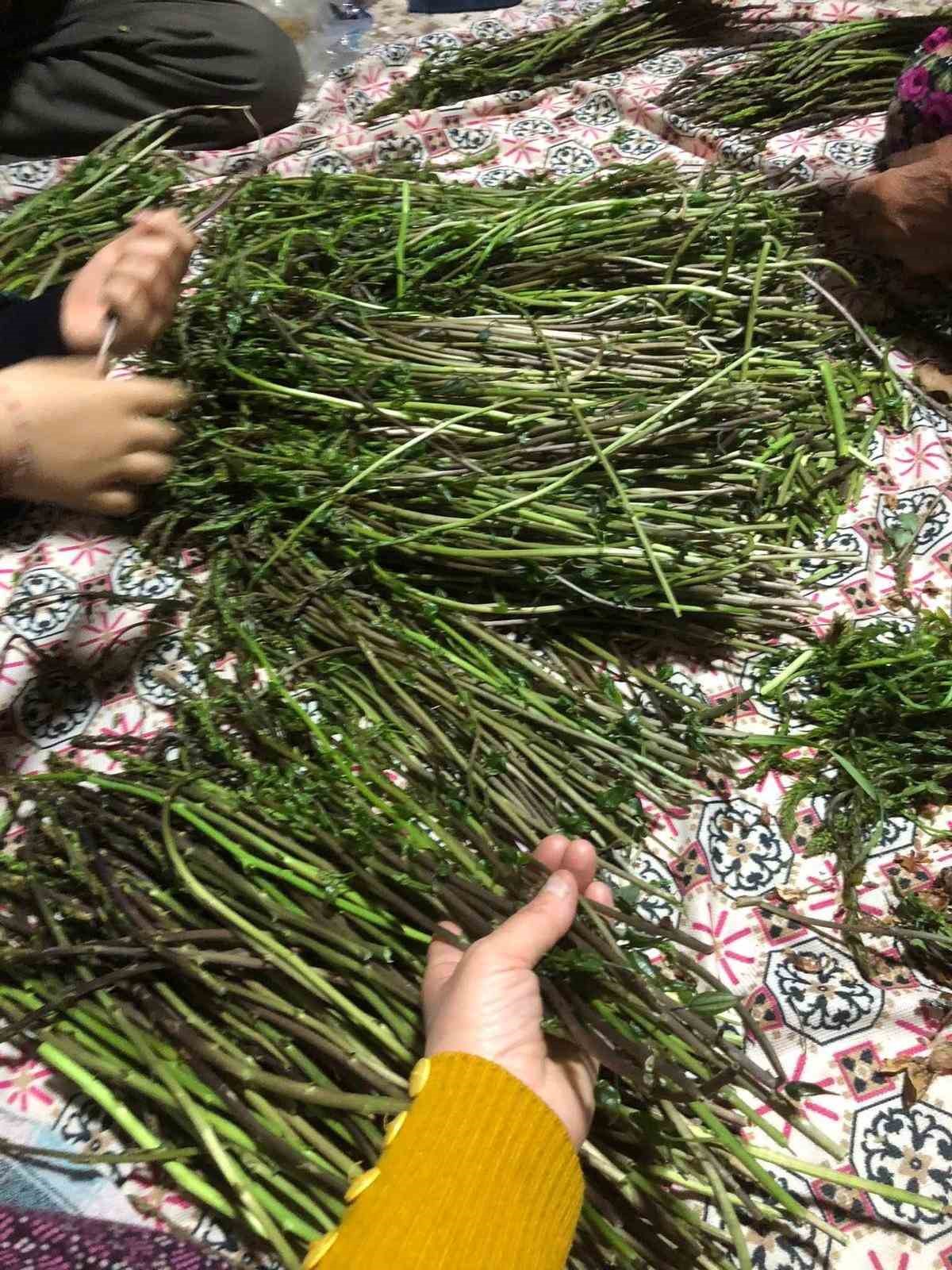 Sarıgöl’de yaban otları paraya dönüştü
