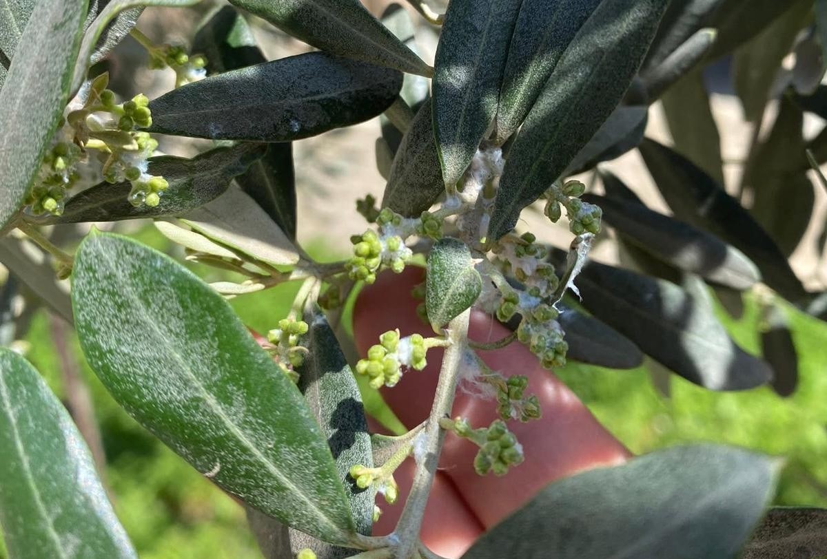 Sarıgöl’de zeytin üreticileri pamuklu bit zararlısına karşı uyarıldı
