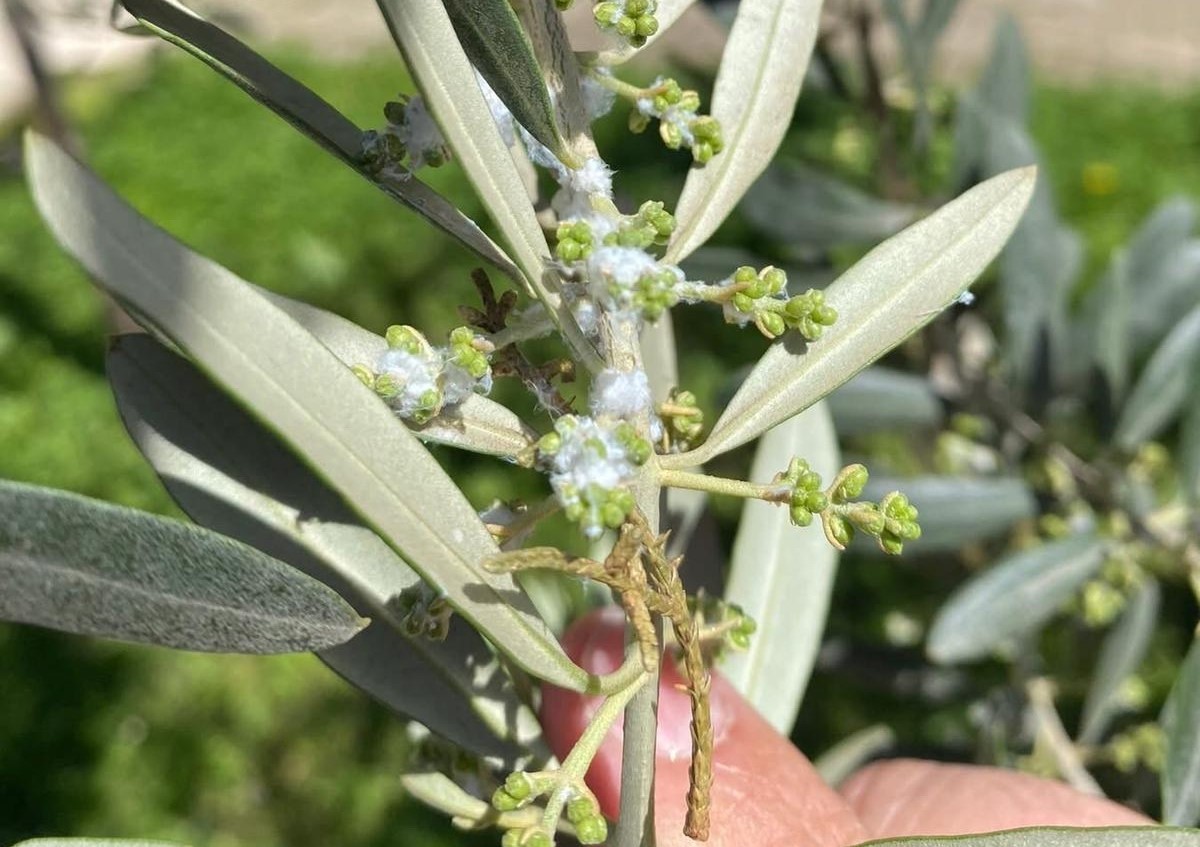 Sarıgöl’de zeytin üreticileri pamuklu bit zararlısına karşı uyarıldı
