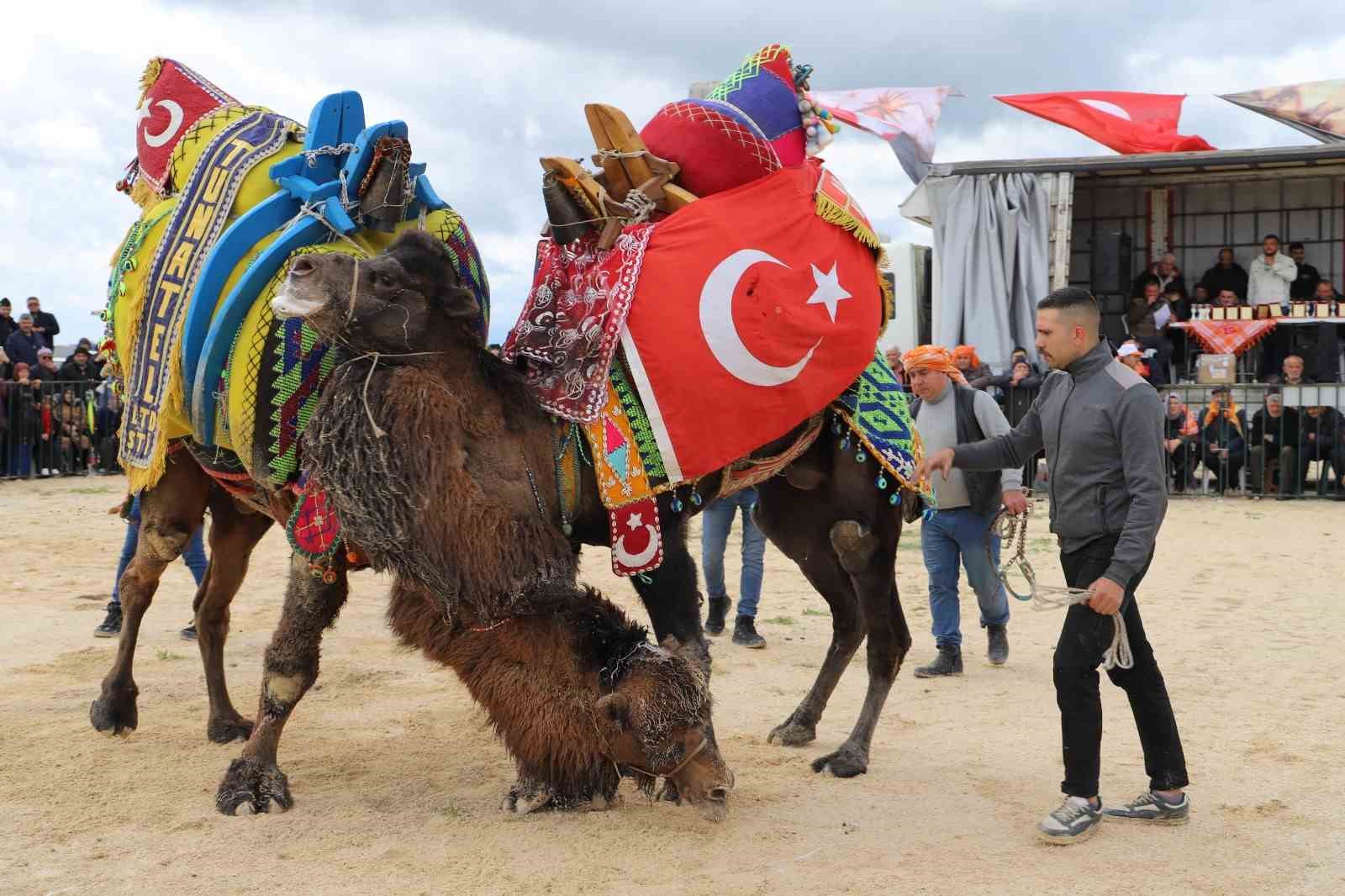 Saruhanlı’da deve güreşlerine binlerce vatandaş akın etti
