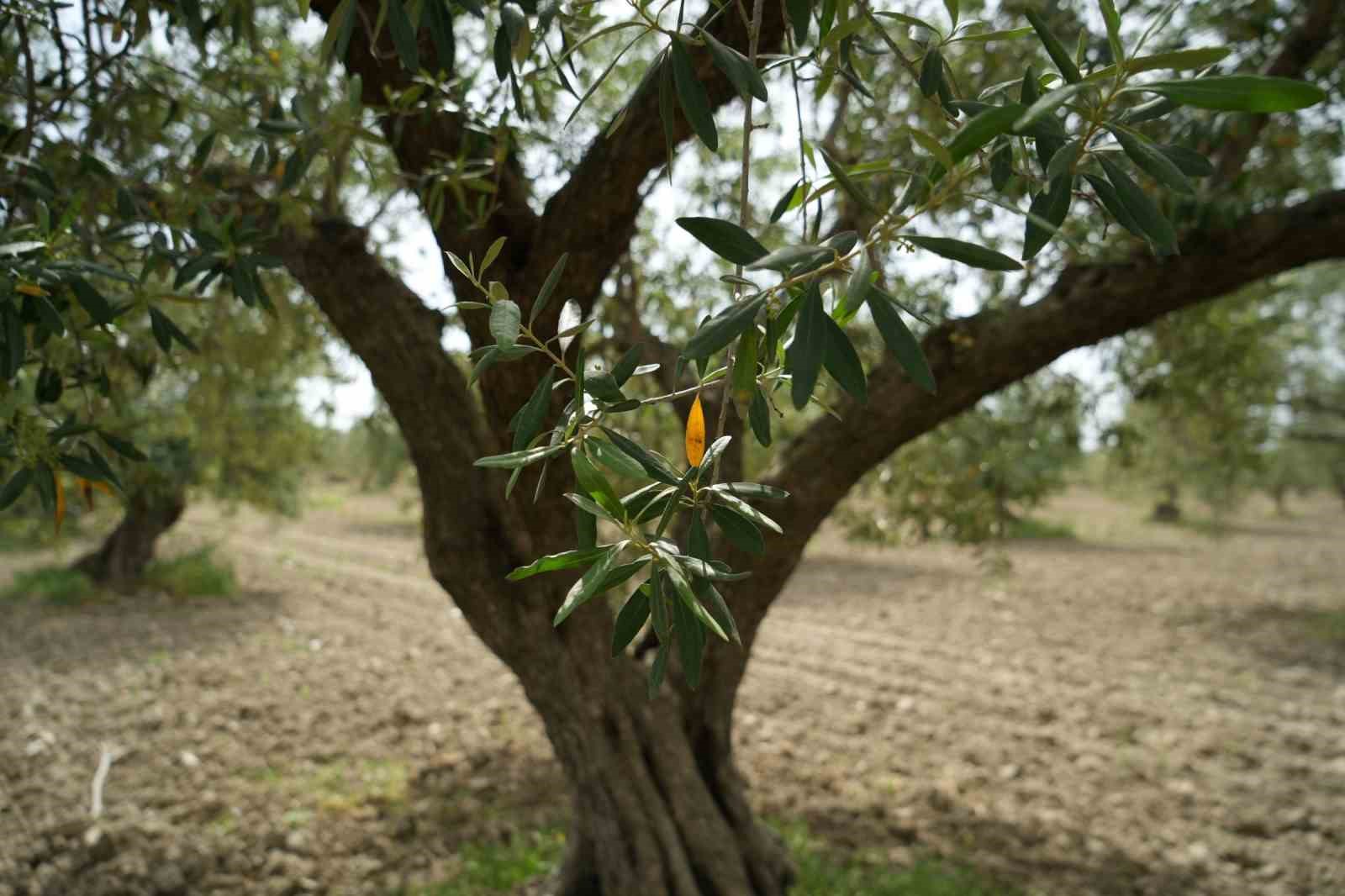 Saruhanlı’da halkalı leke alarmı
