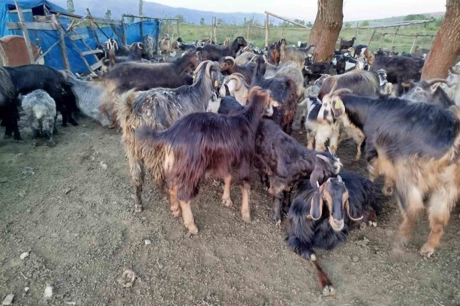 Sattığı keçilerinin parasını alamayan yaşlı adam, sağlığından da oldu
