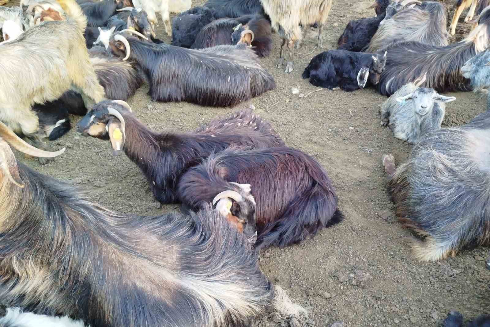 Sattığı keçilerinin parasını alamayan yaşlı adam, sağlığından da oldu
