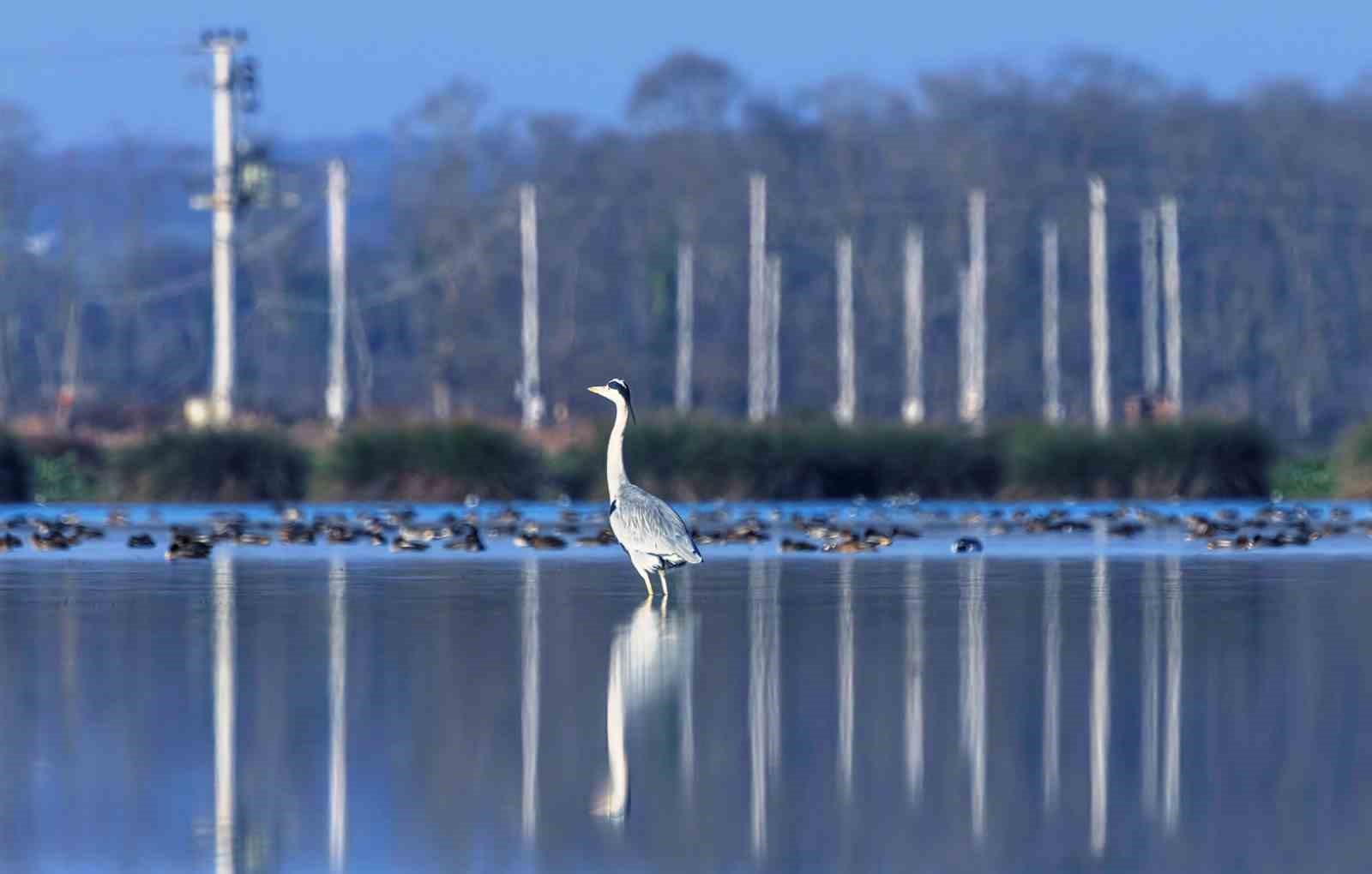 Savcının objektifinden yaban hayatı
