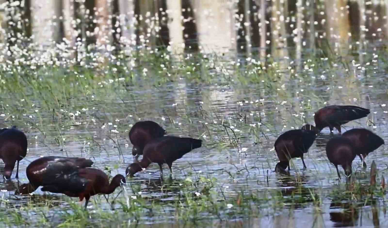 Savcının objektifinden yaban hayatı
