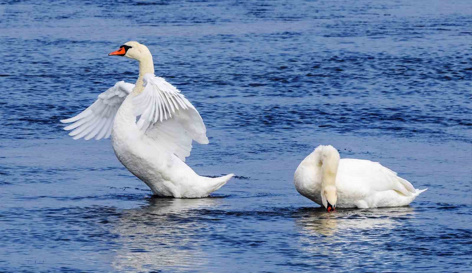Savcının objektifinden yaban hayatı
