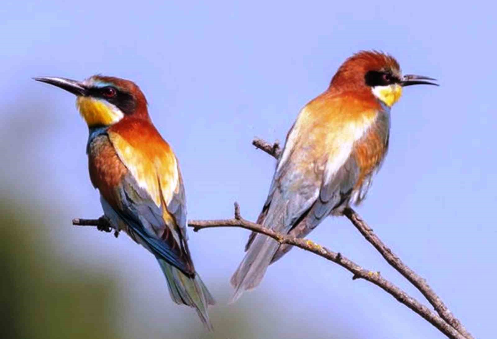 Savcının objektifinden yaban hayatı
