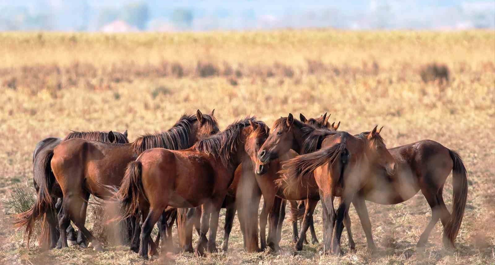 Savcının objektifinden yaban hayatı
