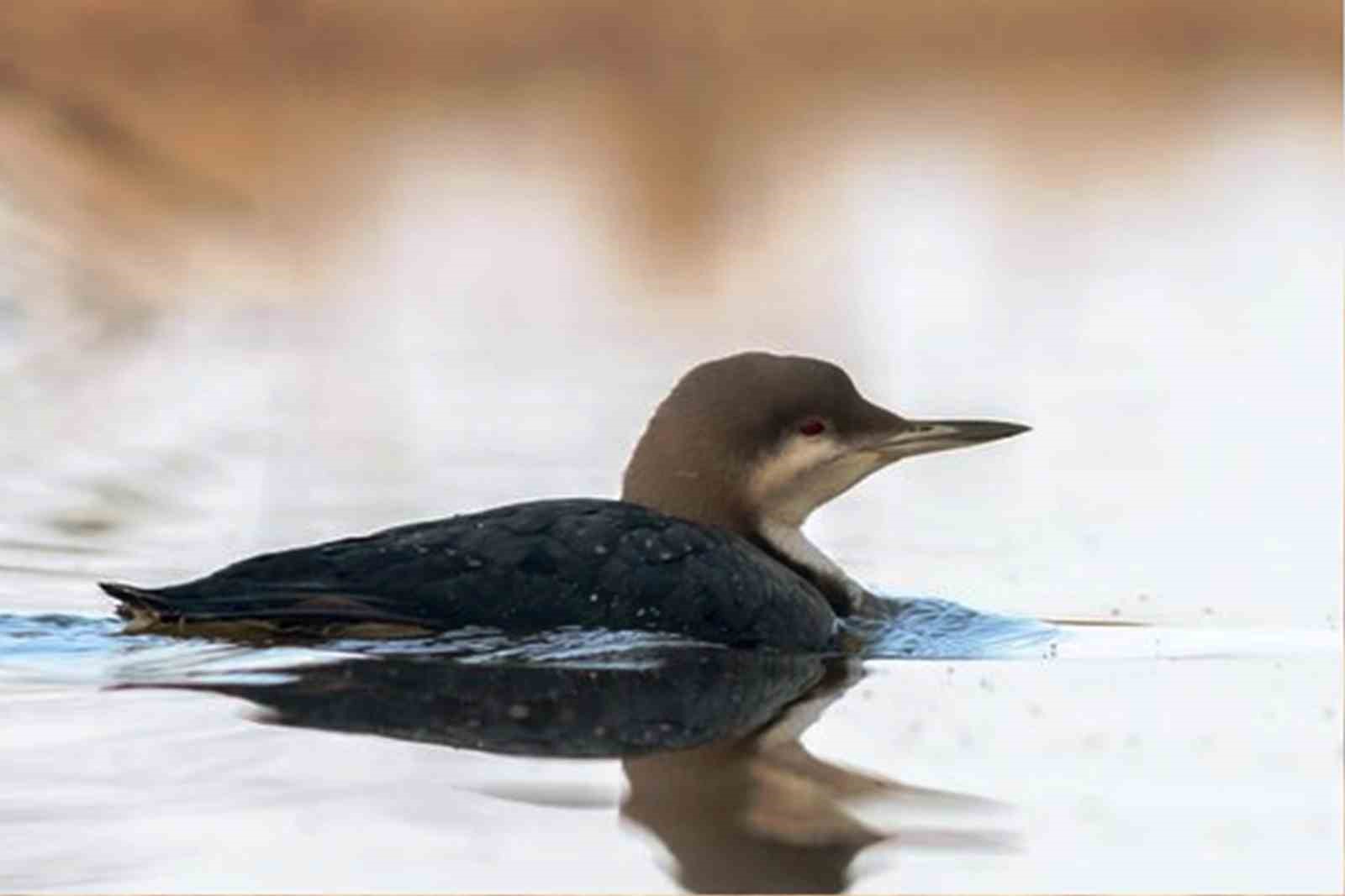 Savcının objektifinden yaban hayatı

